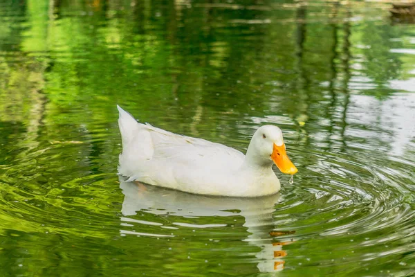 Nahaufnahme Einer Schönen Weißen Ente Beim Schwimmen Und Genießen Wasser — Stockfoto