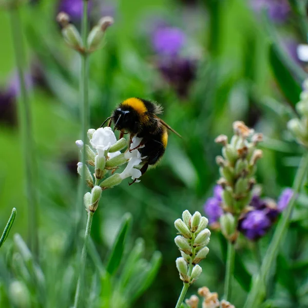 Eine Selektive Fokusaufnahme Einer Biene Auf Wildblumen Einem Grünen Feld — Stockfoto