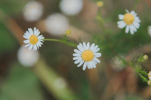 Селективный Снимок Цветущих Цветов Сорняков Поле — стоковое фото