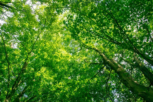 Nízký Úhel Záběru Lesních Stromů — Stock fotografie