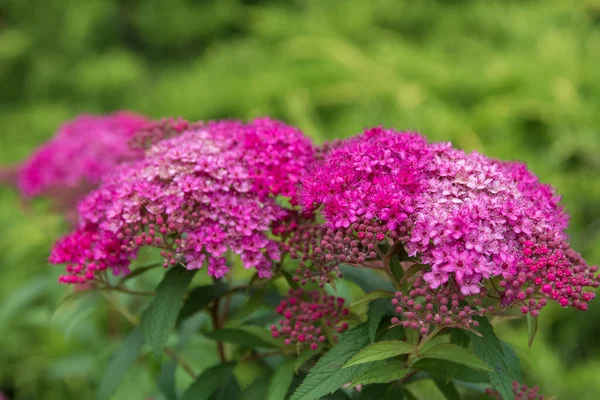 Primer Plano Flores Rosadas Pradera Japonesa Florecientes —  Fotos de Stock