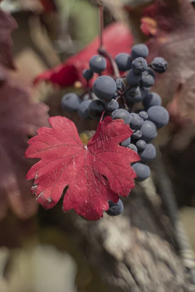 Kırmızı Yapraklı Bir Sarmaşıkta Mavi Üzümün Seçici Bir Görüntüsü — Stok fotoğraf