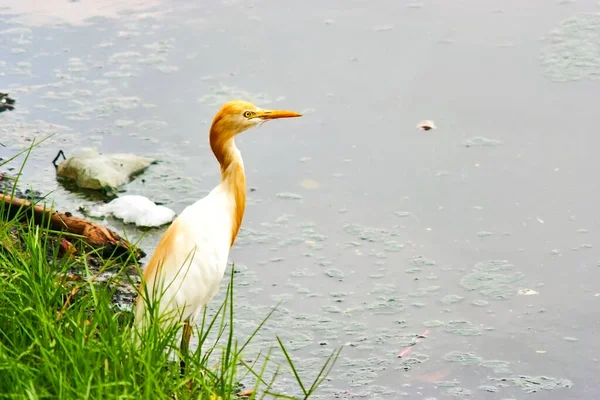 Porträt Eines Entzückenden Ägyptischen Reihers Der Gras Schlammigen Wasser Steht — Stockfoto