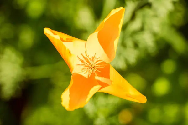 Primo Piano Bellissimi Fiori — Foto Stock