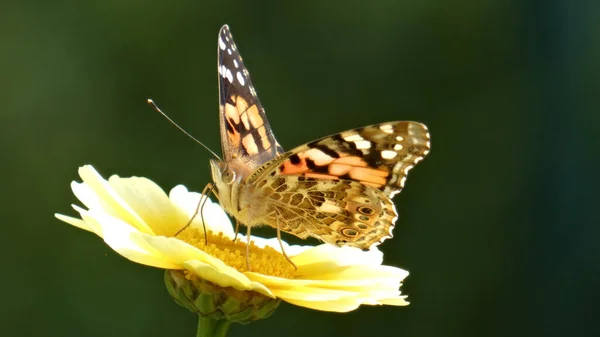 Gros Plan Papillon Sur Camomille Sous Une Lumière Vive — Photo