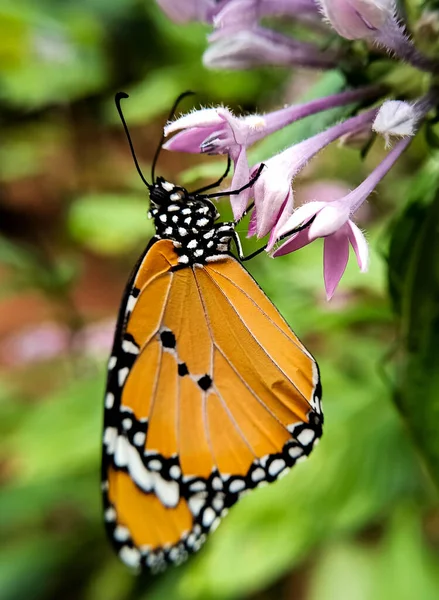 Colpo Verticale Una Farfalla Monarca Erba Medica — Foto Stock