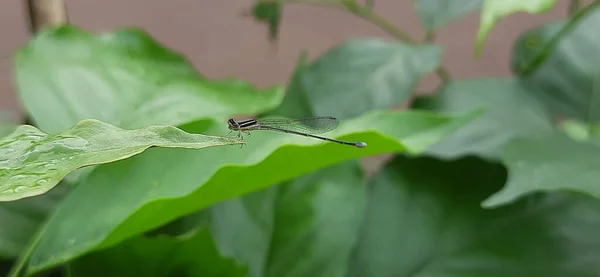 蜻蜓特写植物叶子上的蜻蜓特写 — 图库照片