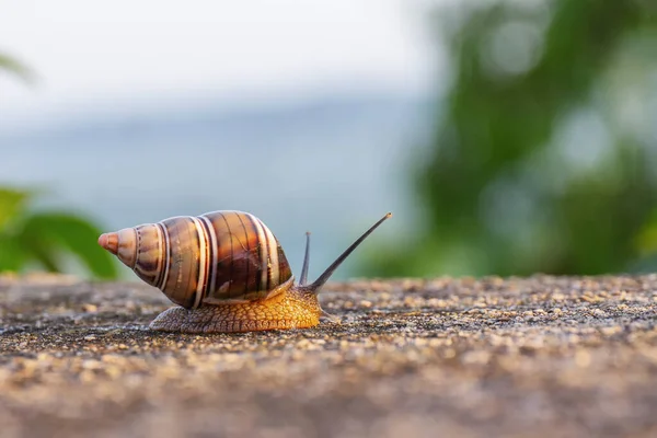 Selektivní Zaostření Šneka Skalnatém Povrchu — Stock fotografie