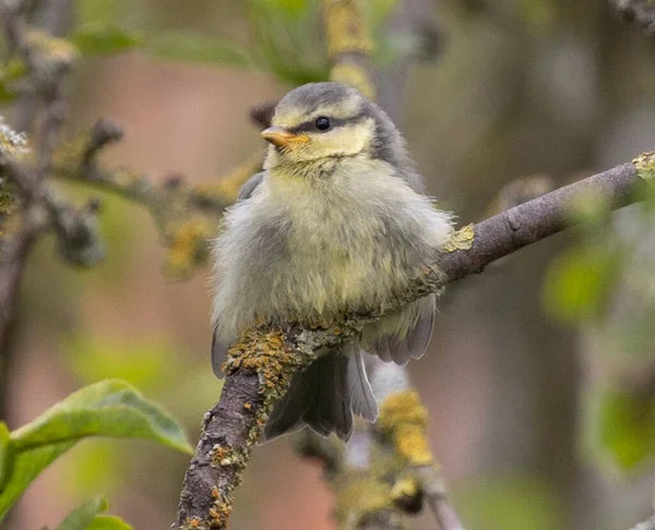 Selective Focus Fat Old World Flycatchers Bird Standing Sprig Garden — Stock Photo, Image