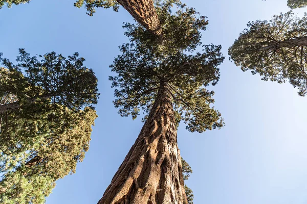 Низький Кут Знімок Високих Дерев Синьому Тлі Неба Національному Парку — стокове фото