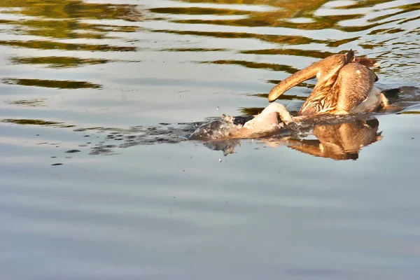 Pelícano Marrón Cazando Nadando Agua Reflectante — Foto de Stock