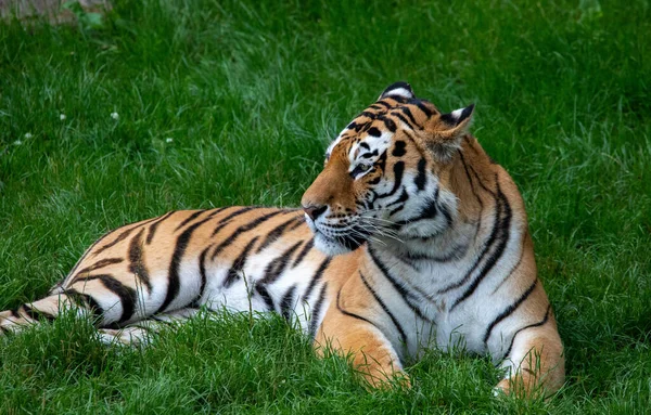 Ένα Κοντινό Πλάνο Ενός Τίγρη Στο Ζωολογικό Κήπο Zsl Whipsnade — Φωτογραφία Αρχείου