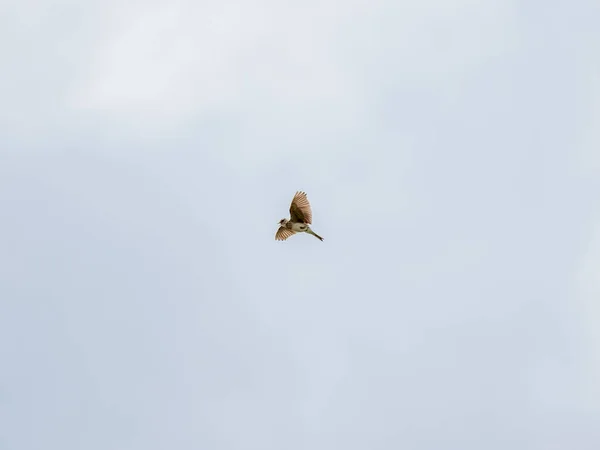 Low Angle Shot Cute Japanese Skylark Bird Flapping Its Wings — Stock Photo, Image