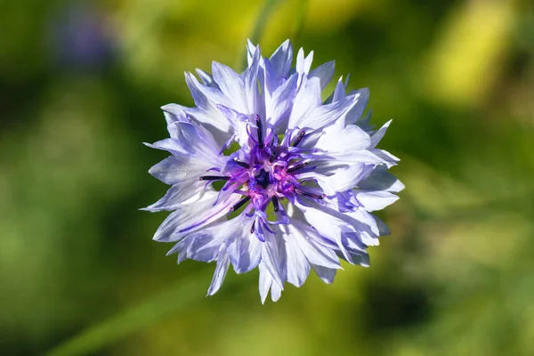 Closeup Shot Beautiful Flower — Stock Photo, Image