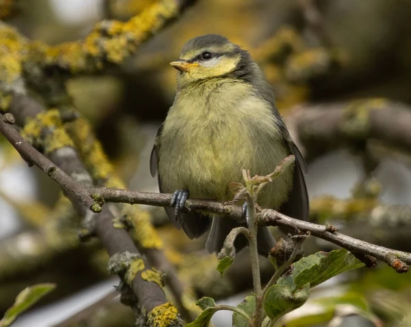 Närbild Grå Gul Fink Fågel Står Liten Brun Kvist Med — Stockfoto