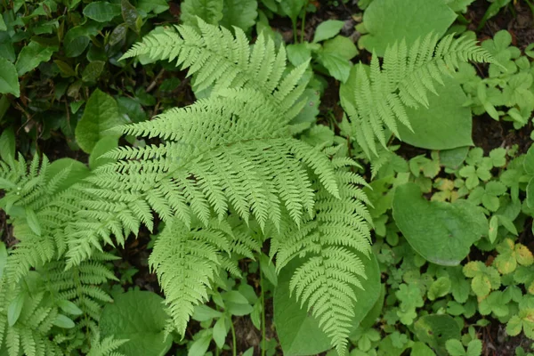 Une Fougère Verte Fraîche Sur Terrain Forestier — Photo