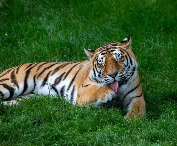 Ένα Κοντινό Πλάνο Ενός Τίγρη Στο Ζωολογικό Κήπο Zsl Whipsnade — Φωτογραφία Αρχείου