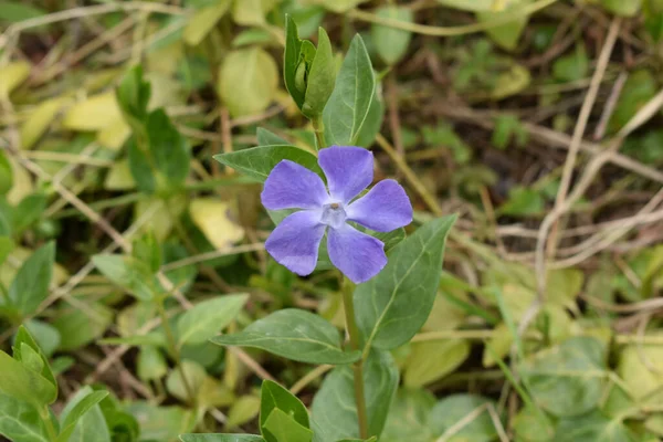 Квітуча Фіолетова Дика Квітка Лузі — стокове фото