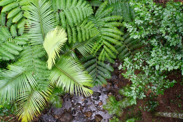 Ein Blick Von Oben Auf Matteuccia Gras — Stockfoto