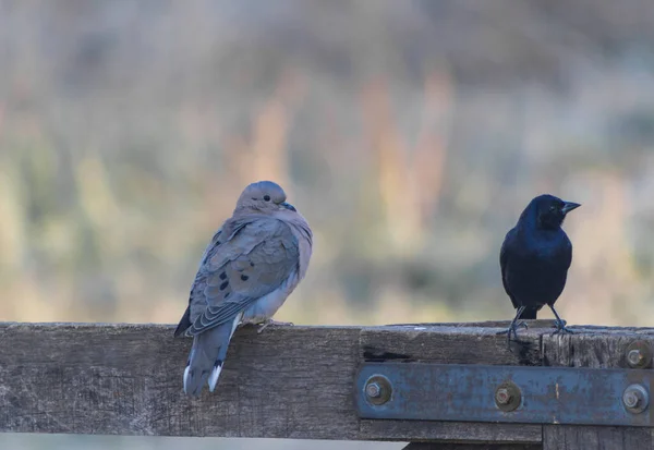 Duas Espécies Aves Empoleiradas Portão Madeira Tarde Inverno — Fotografia de Stock