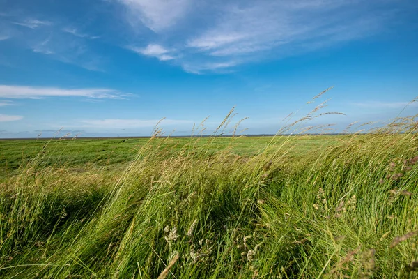 Widok Zielonych Trawiastych Krajobrazów Tle Błękitnego Nieba — Zdjęcie stockowe