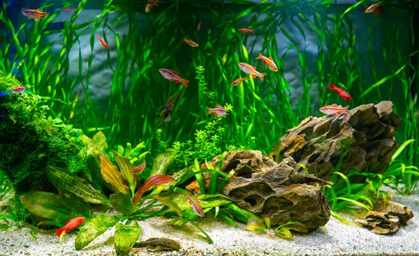 Tropische Fische Mit Algen Aquarium Schöner Hintergrund Der Unterwasserwelt — Stockfoto