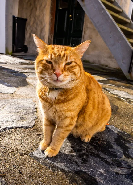 Μια Χρυσή Γάτα Στο Δρόμο — Φωτογραφία Αρχείου