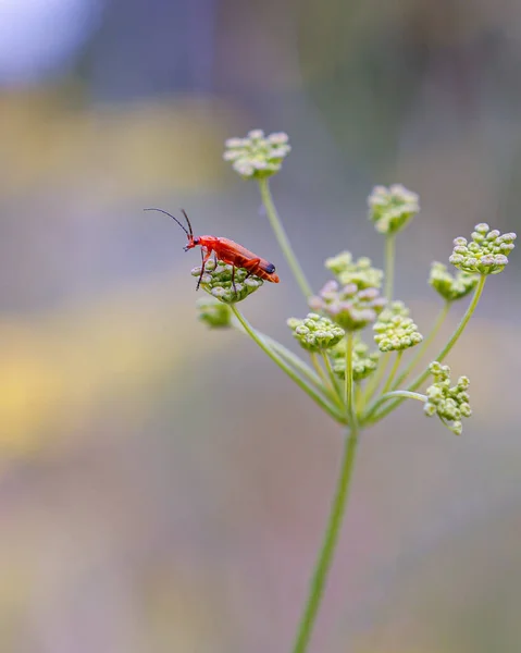 Foco Suave Besouro Soldado Vermelho Pequenas Flores Brancas Jardim — Fotografia de Stock