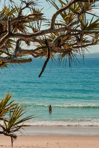 Vertical Shot Tropical Plant Blue Ocean — Stock Photo, Image