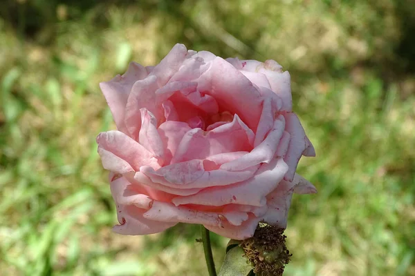 Primer Plano Rosa Rosada Jardín — Foto de Stock