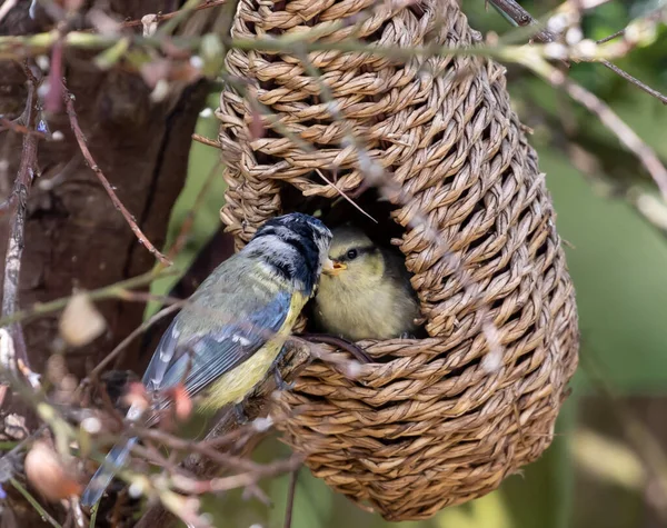 Eine Nahaufnahme Des Fliegenschnappvogels Der Alten Welt Der Einen Kleinen — Stockfoto