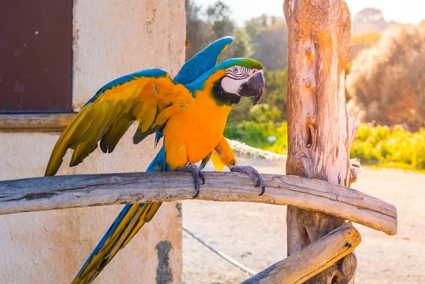 Ένα Χαριτωμένο Μπλε Throated Macaw Σκαρφαλωμένο Ένα Κλαδί — Φωτογραφία Αρχείου