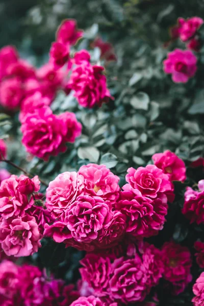 Μια Ανθισμένη Ροζ Τριαντάφυλλα Στον Κήπο — Φωτογραφία Αρχείου