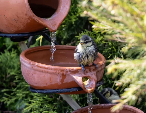 Close Cute Finch Bird Standing Edge Clay Pot Water Being — Stock Photo, Image