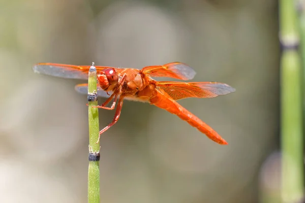 一只美丽的橙色蜻蜓在树枝上拍的照片 — 图库照片