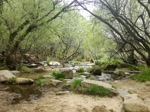 Ein Felsiger Fluss Wald — Stockfoto