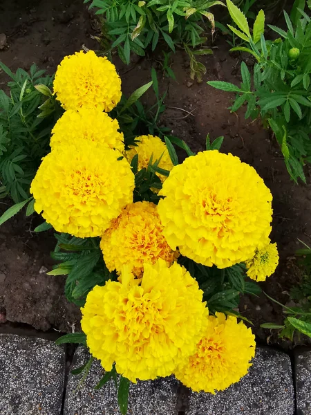 Uma Vista Superior Belas Flores Calêndula Amarela Jardim — Fotografia de Stock