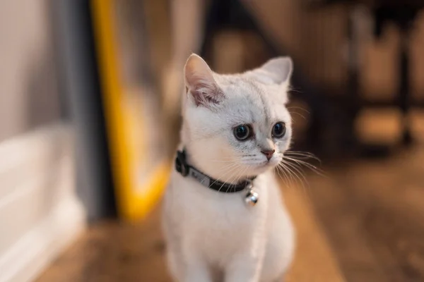Retrato Adorável Gatinho Branco Doméstico Chão Com Fundo Embaçado — Fotografia de Stock