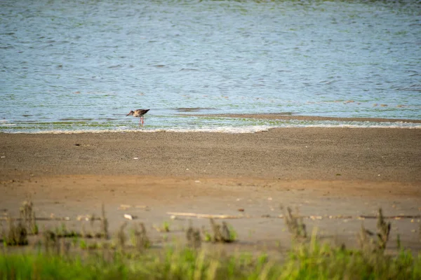 Ein Rotschenkelvogel Ufer Des Meeres — Stockfoto