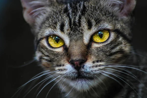 Retrato Gato Gris Con Ojos Amarillos —  Fotos de Stock