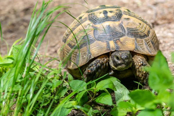 Nahaufnahme Einer Schildkröte Der Nähe Der Grünen Pflanzen — Stockfoto