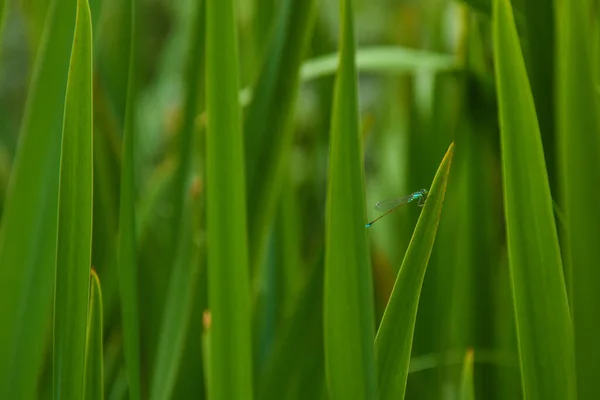 蜻蜓的特写蜻蜓在阳光下的田野里的绿色植物上的特写 背景模糊不清 — 图库照片