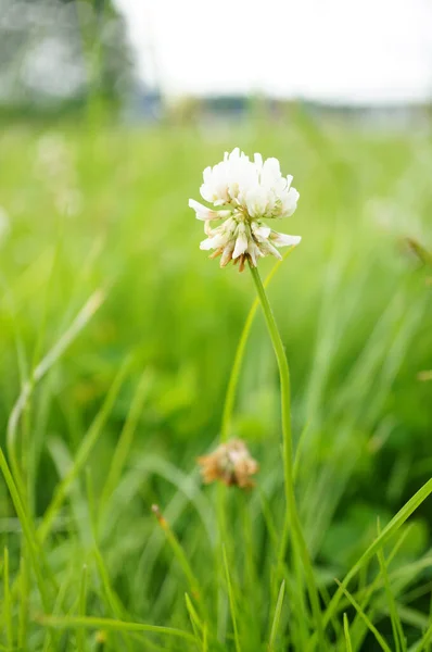 Trifoi Alb Trifolium Repens Care Crește Iarbă Verde — Fotografie, imagine de stoc