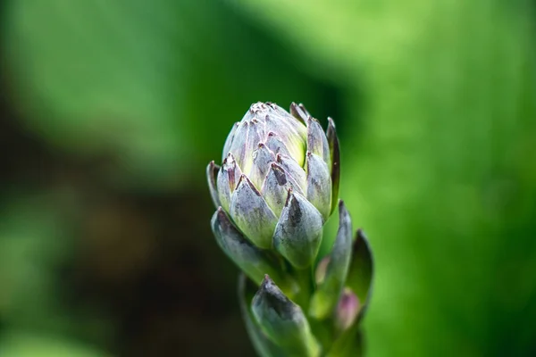 Primer Plano Brote Flor — Foto de Stock