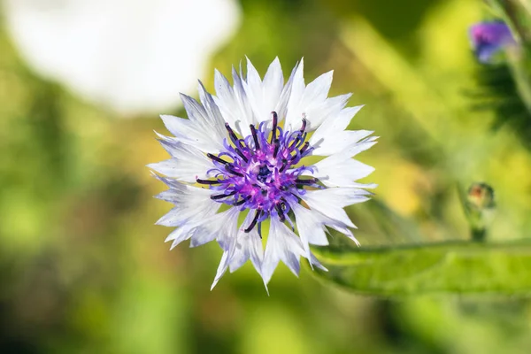 Primer Plano Una Hermosa Flor —  Fotos de Stock