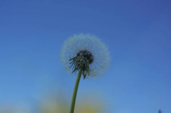 背景がぼんやりとした青空の下で 畑のタンポポの閉鎖 — ストック写真