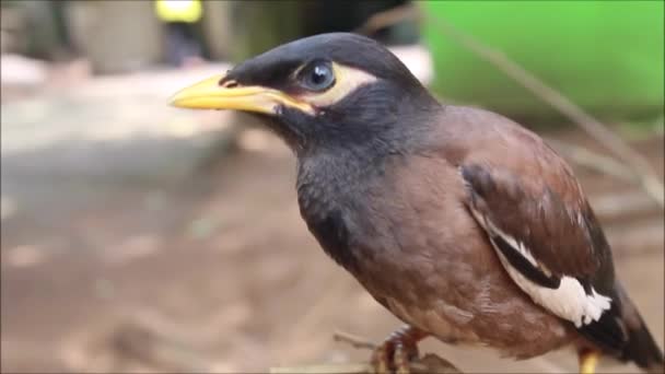 Oiseau Est Assis Sur Une Branche Arbre — Video