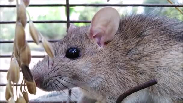 Gros Plan Rat Mignon — Video