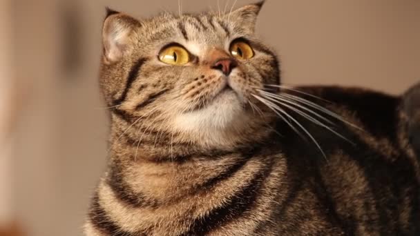 Sevimli Yerli Kedi Yakın Çekim — Stok video