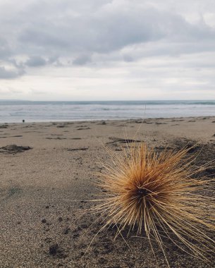 A selective of tumbleweed on a beach on a cloudy day clipart